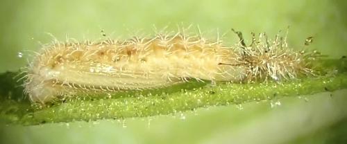 Réf. 309 892 : Stangeia siceliota